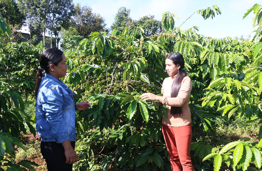 Chị Rơ Châm Rên (bên phải) đã biết chăm sóc cà phê để có năng suất cao hơn. Ảnh: Q.T