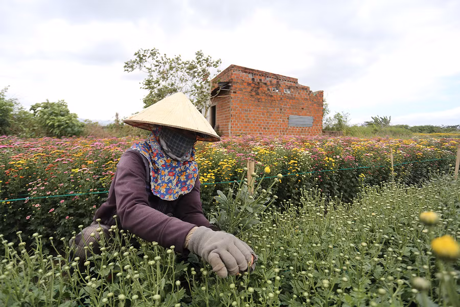 Người nông dân phải tỉ mỉ tỉa nụ hoa để có được những bông hoa to đẹp nhất. Ảnh: Văn Ngọc