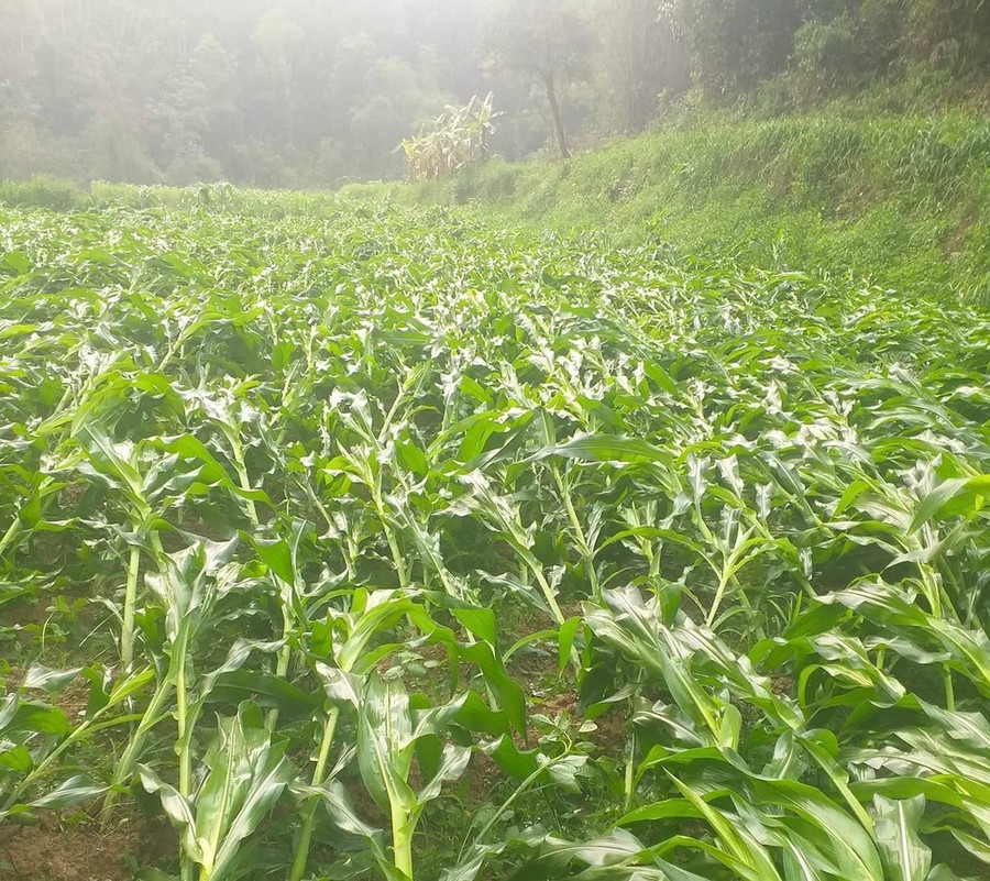 Bắp của người dân ở xã Bình Độ (Tràng Định - Lạng Sơn) bị mưa đá đánh tơi tả đêm 21-4. Bắp của người dân ở xã Bình Độ (Tràng Định - Lạng Sơn) bị mưa đá đánh tơi tả đêm 21-4.