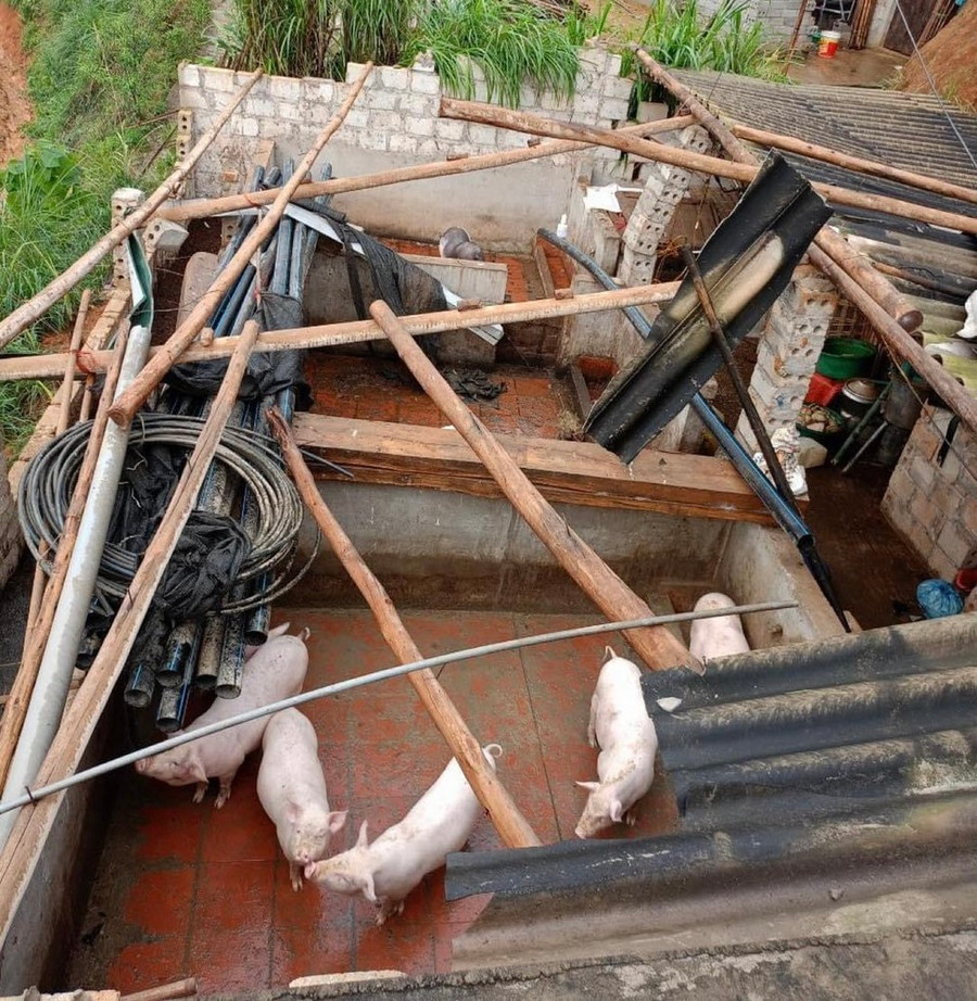 Một chuồng nuôi heo bị bay nóc ở tỉnh Lạng Sơn. Ảnh: CTV Một chuồng nuôi heo bị bay nóc ở tỉnh Lạng Sơn. Ảnh: CTV