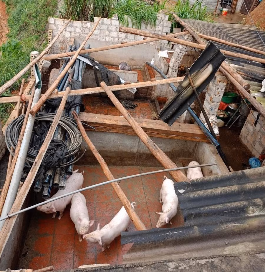 Một chuồng nuôi heo bị bay nóc ở tỉnh Lạng Sơn. Ảnh: CTV