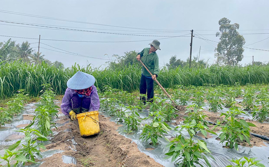 Vợ chồng ông Trương Thành Danh (tổ 1, phường An Bình) tranh thủ làm cỏ cho 1,5 sào ớt. Ảnh: Mộc Trà Vợ chồng ông Trương Thành Danh (tổ 1, phường An Bình) tranh thủ làm cỏ cho 1,5 sào ớt. Ảnh: Mộc Trà