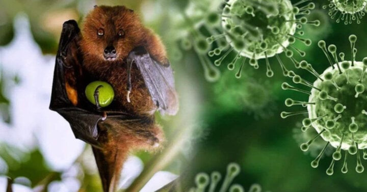 Hiện, bệnh do virus Nipah gây ra chưa có vaccine phòng ngừa và thuốc điều trị đặc hiệu. Hiện, bệnh do virus Nipah gây ra chưa có vaccine phòng ngừa và thuốc điều trị đặc hiệu.