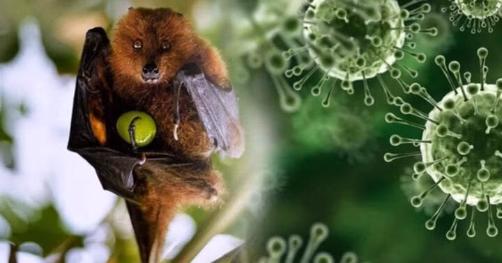 Hiện, bệnh do virus Nipah gây ra chưa có vaccine phòng ngừa và thuốc điều trị đặc hiệu.