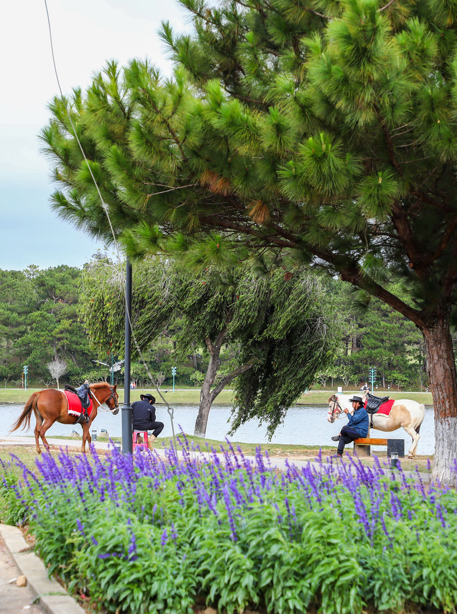 Đà Lạt những ngày này góc nào cũng được tôn tạo, thêm phần lãng mạn Đà Lạt những ngày này góc nào cũng được tôn tạo, thêm phần lãng mạn