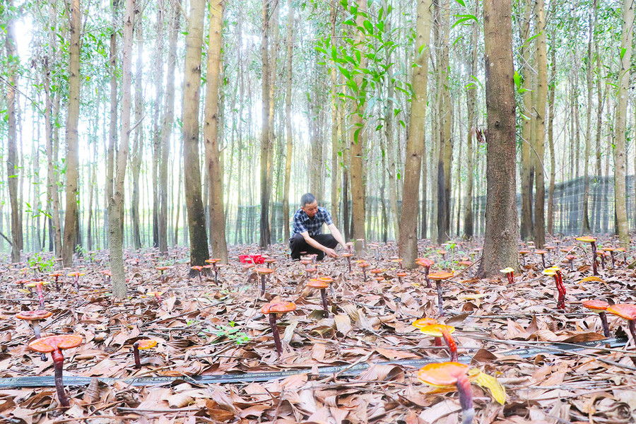 Nấm linh chi trồng dưới rừng keo hợp thổ nhưỡng, khí hậu địa phương, sinh trưởng, phát triển tốt. Ảnh: Ngọc Minh Nấm linh chi trồng dưới rừng keo hợp thổ nhưỡng, khí hậu địa phương, sinh trưởng, phát triển tốt. Ảnh: Ngọc Minh