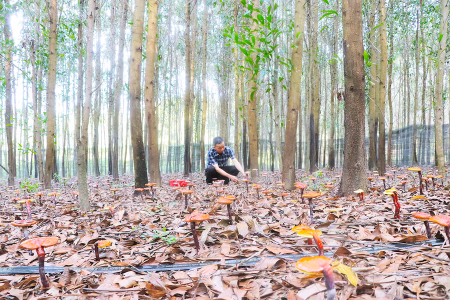 Nấm linh chi trồng dưới rừng keo hợp thổ nhưỡng, khí hậu địa phương, sinh trưởng, phát triển tốt. Ảnh: Ngọc Minh