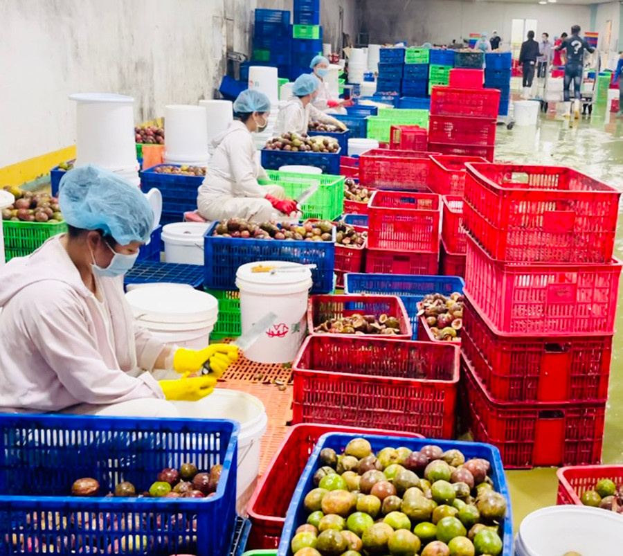 Chanh dây là mặt hàng tiềm năng để xuất khẩu sang các nước thành viên RCEP. Ảnh: Vũ Thảo Chanh dây là mặt hàng tiềm năng để xuất khẩu sang các nước thành viên RCEP. Ảnh: Vũ Thảo