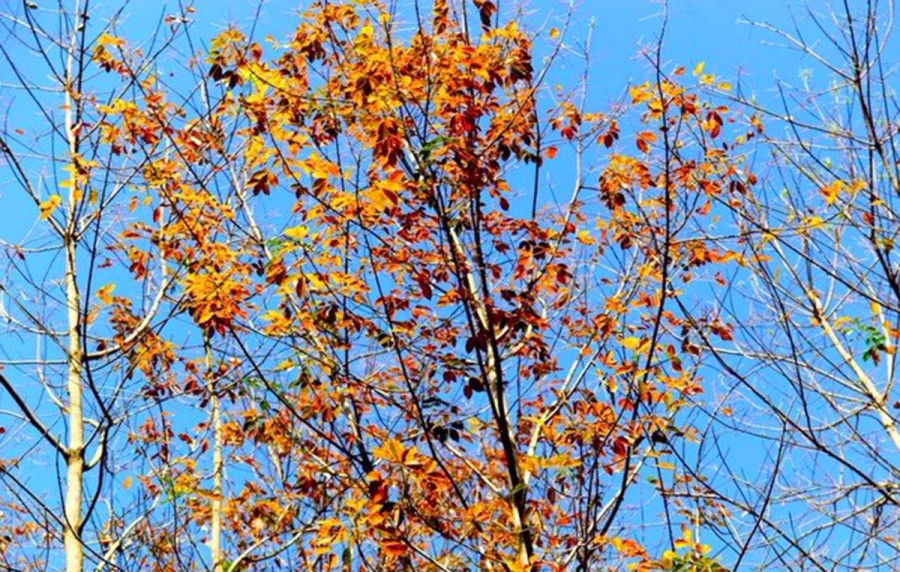 Những chiếc lá chuyển màu đỏ quạch. Những chiếc lá chuyển màu đỏ quạch.