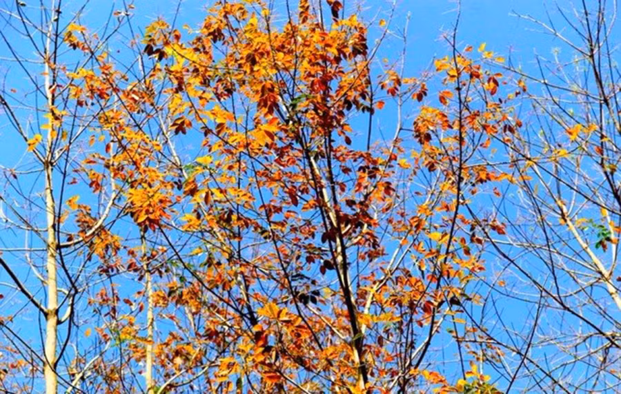 Những chiếc lá chuyển màu đỏ quạch.