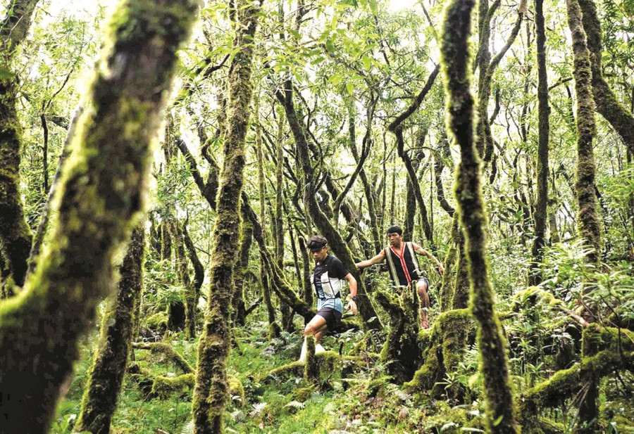 Xuyên qua rừng đỗ quyên nguyên sinh Tây Giang. Ảnh: BTC cuộc thi Xuyên qua rừng đỗ quyên nguyên sinh Tây Giang. Ảnh: BTC cuộc thi