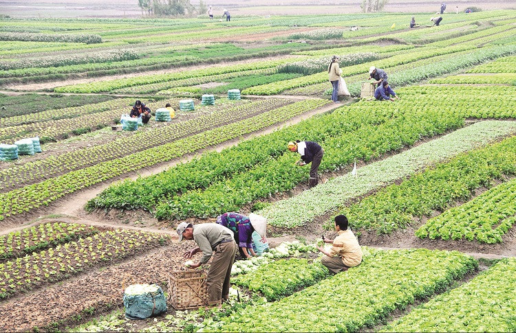 Nghị định quy định rõ trách nhiệm của UBND cấp xã, UBND cấp huyện trong việc hỗ trợ đất đai đối với cá nhân là người dân tộc thiểu số. (Ảnh tư liệu)