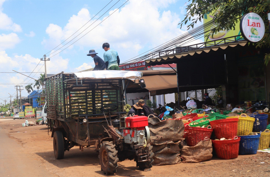 Một cơ sở thu mua sầu riêng trên địa bàn huyện Krông Pắc.