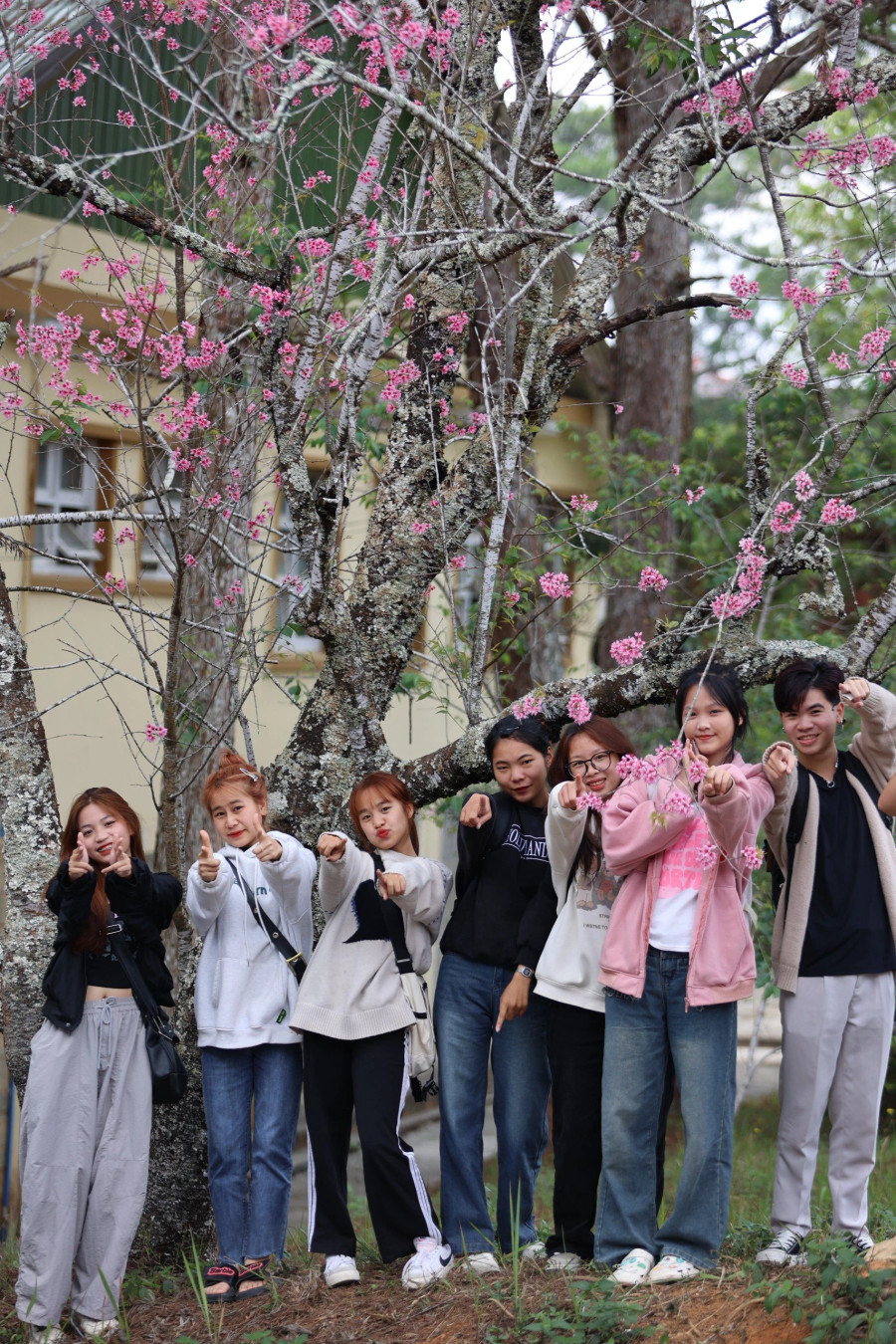 Dưới gốc mai anh đào sù sì bung nở những cánh hoa thanh tân, tất cả chúng ta đã có một thanh xuân thật tươi đẹp. Ảnh: BÁ DUY