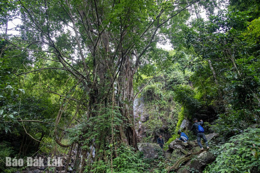 Cây cổ thụ trăm năm tuổi tỏa bóng xanh mát như che chở cho thác Ea Brơ.