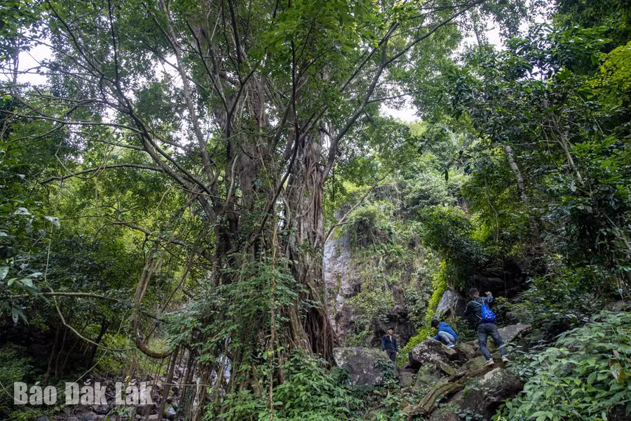Cây cổ thụ trăm năm tuổi tỏa bóng xanh mát như che chở cho thác Ea Brơ.