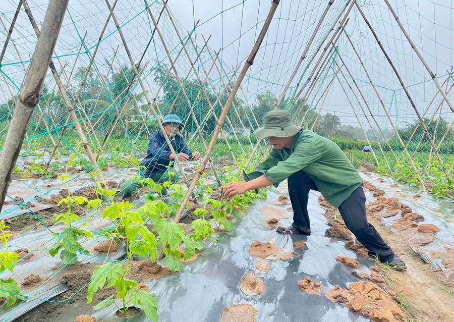 Người dân phường An Bình (thị xã An Khê) chăm sóc vườn khổ qua. Ảnh: Mộc Trà Người dân phường An Bình (thị xã An Khê) chăm sóc vườn khổ qua. Ảnh: Mộc Trà