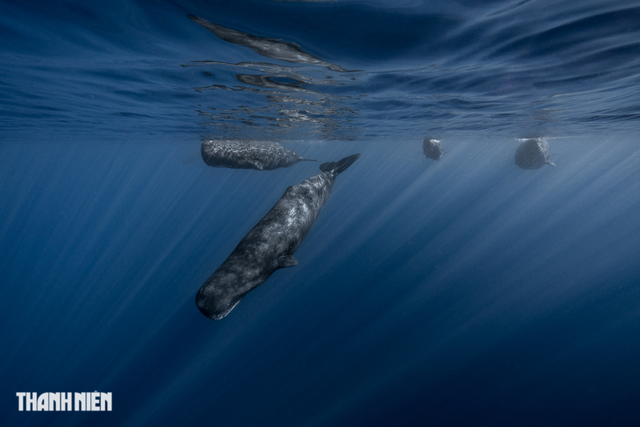 Chuyến đi này, nhiếp ảnh gia Nguyễn Ngọc Thiện lặn biển cùng vài người bạn thân thiết và ấn tượng trước kích thước khổng lồ của cá nhà táng, hay còn gọi là sperm whale, loài động vật có vú săn mồi có răng lớn nhất trên thế giới, thuộc bộ cá voi. Ảnh: Nguyễn Ngọc Thiện Chuyến đi này, nhiếp ảnh gia Nguyễn Ngọc Thiện lặn biển cùng vài người bạn thân thiết và ấn tượng trước kích thước khổng lồ của cá nhà táng, hay còn gọi là sperm whale, loài động vật có vú săn mồi có răng lớn nhất trên thế giới, thuộc bộ cá voi. Ảnh: Nguyễn Ngọc Thiện