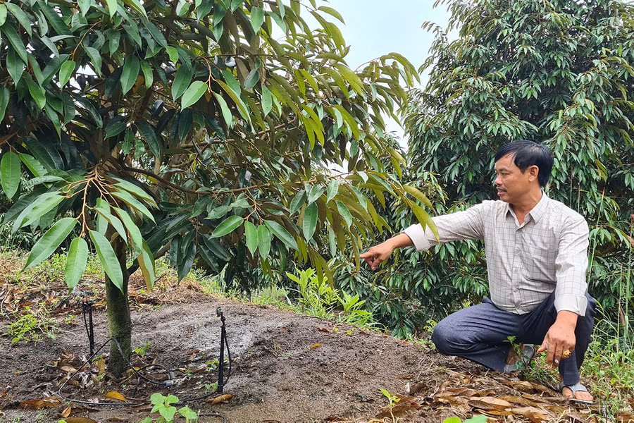 Nông dân Đức Cơ sử dụng hệ thống tưới nước tự động để đảm bảo chất lượng sầu riêng. Ảnh: Ngọc Sang