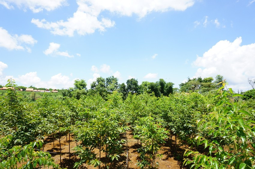 Những cây hoa anh đào đang tốt ở Vĩnh Sơn. Ảnh: THU DỊU