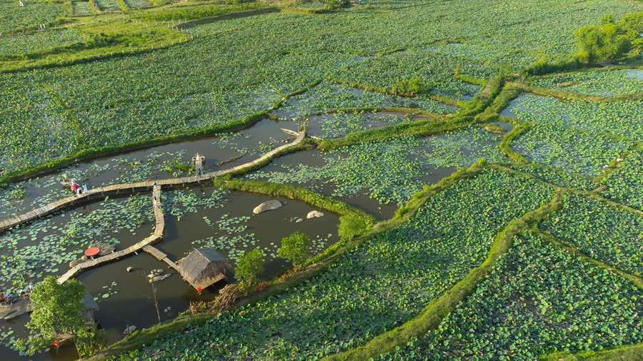 Để đến đầm sen Trà Lý, du khách theo Quốc lộ 1 đến TT.Nam Phước (H.Duy Xuyên, Quảng Nam). Từ đây, có thể hỏi đường lên xã Duy Sơn, cư dân địa phương sẽ chỉ dẫn tận tình. Ảnh: Nguyễn Trình