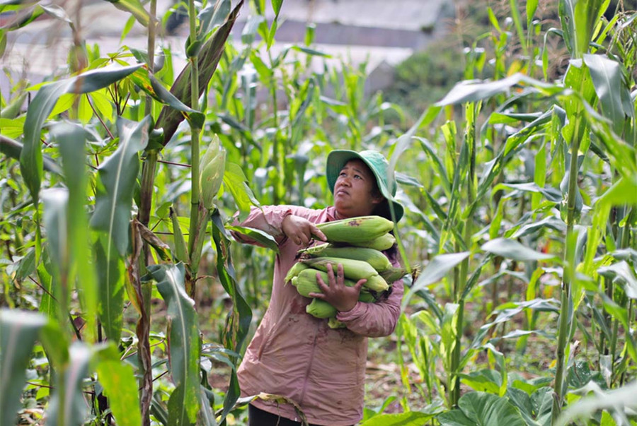 Hiện nay, gia đình bà K&apos;Them vẫn đang ở và canh tác nông nghiệp tại 2 lô đất đã sang nhượng bằng giấy viết tay cho bà Hồng.