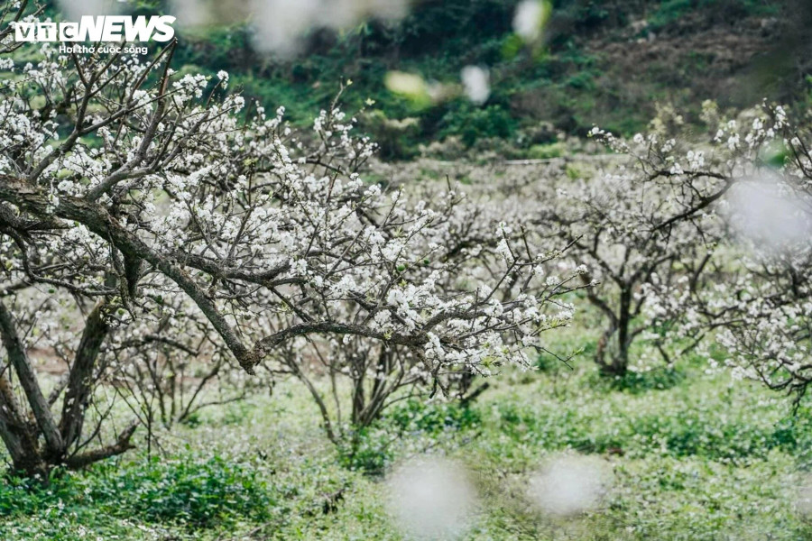 Cách Hà Nội khoảng 200km, thung lũng mận Bảo Bảo (xã Phiêng Luông, huyện Mộc Châu, tỉnh Sơn La) nổi tiếng là vùng trồng mận nhiều nhất ở Mộc Châu.