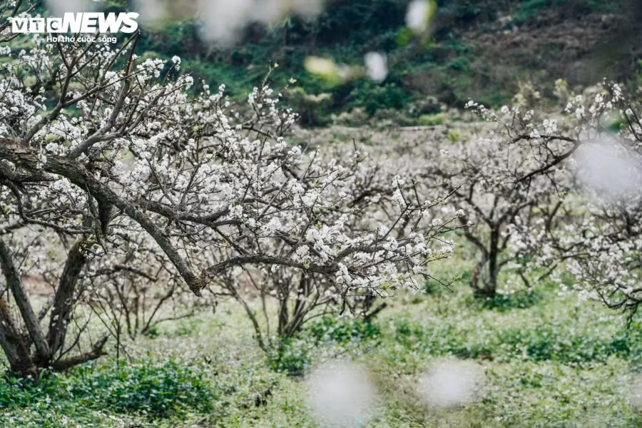 Cách Hà Nội khoảng 200km, thung lũng mận Bảo Bảo (xã Phiêng Luông, huyện Mộc Châu, tỉnh Sơn La) nổi tiếng là vùng trồng mận nhiều nhất ở Mộc Châu.