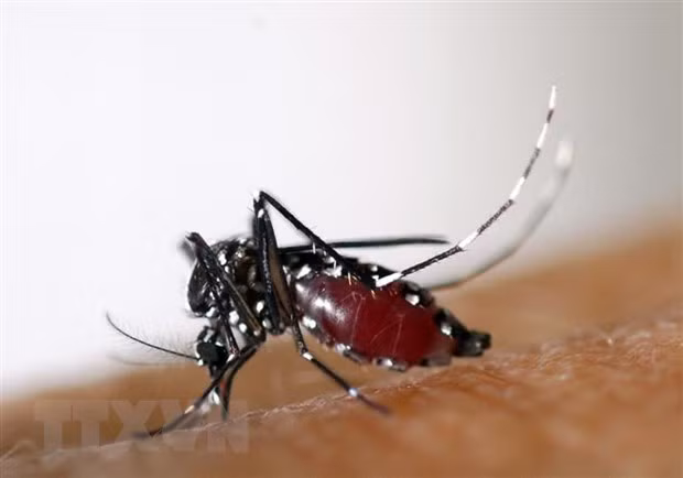 Muỗi vằn, có tên khoa học là Aedes albopictus - trung gian truyền bệnh sốt xuất huyết. (Ảnh: AFP/TTXVN)