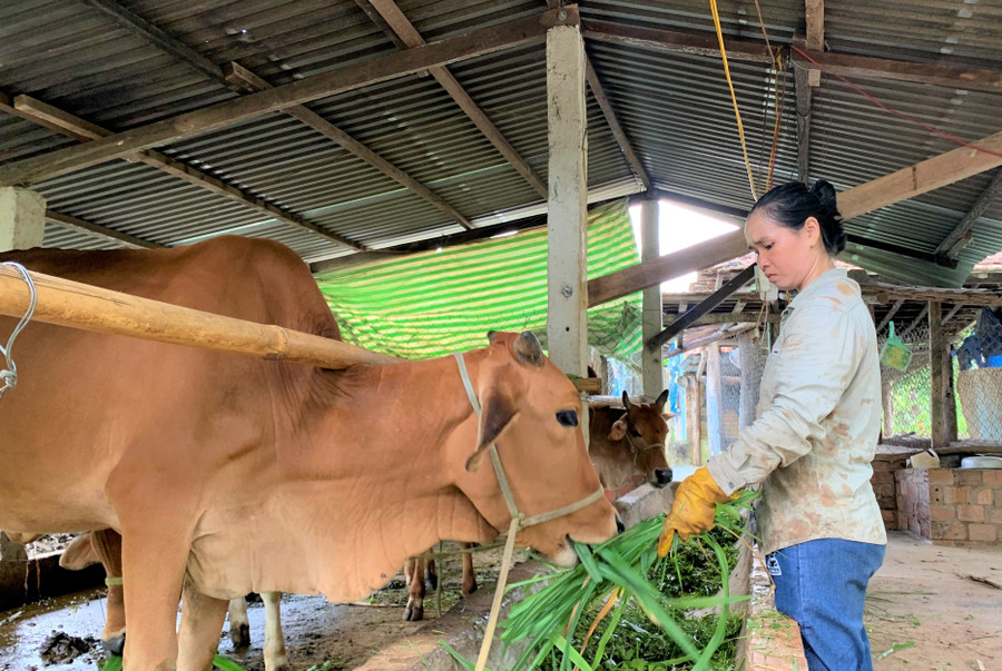 Chị Nguyễn Thị Mỹ Nhật kết hợp trồng sầu riêng và nuôi bò, heo. Ảnh: NS Chị Nguyễn Thị Mỹ Nhật kết hợp trồng sầu riêng và nuôi bò, heo. Ảnh: NS