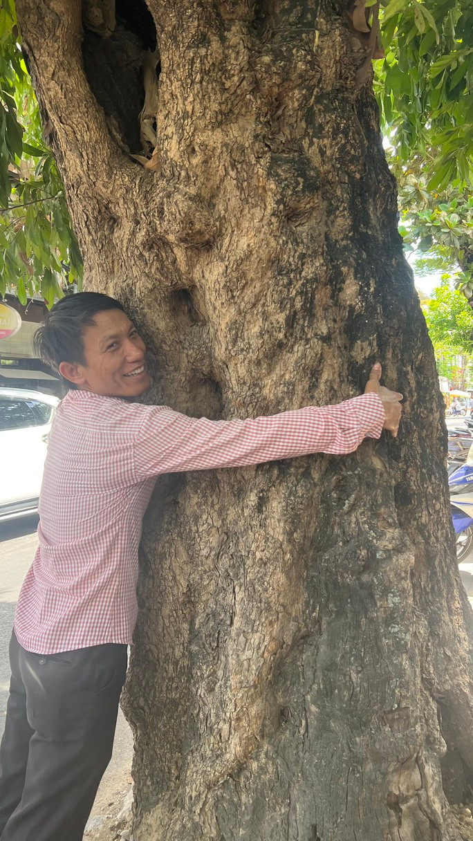 Một gốc nhãn cổ thụ trên đường Nguyễn Biểu, TP Huế.