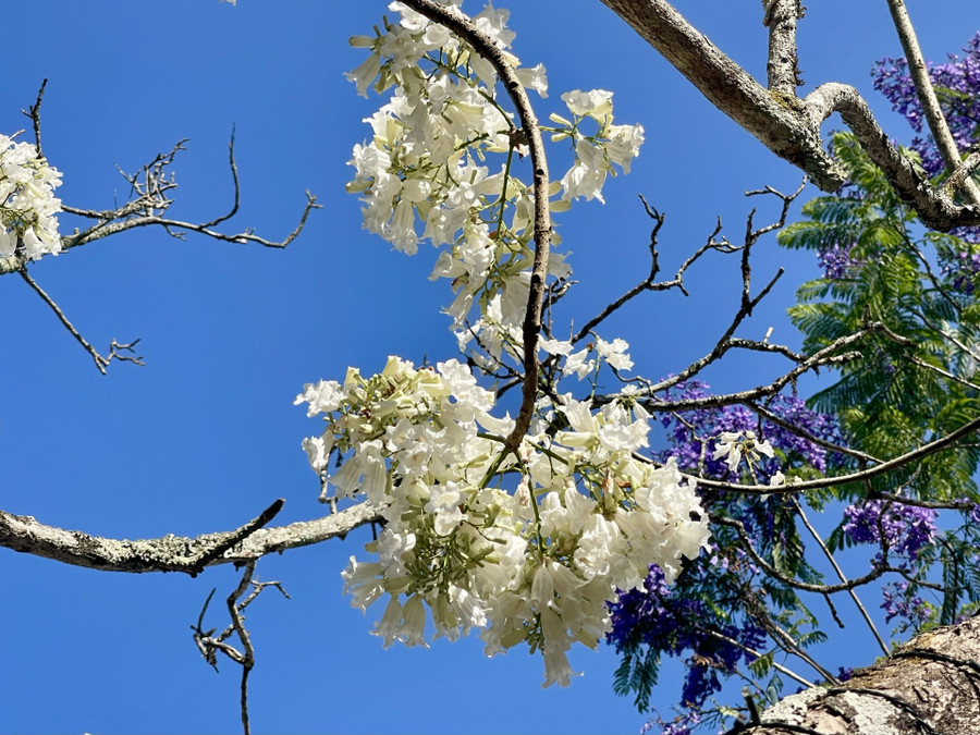 Màu hoa phượng trắng nhẹ nhàng, thanh khiết