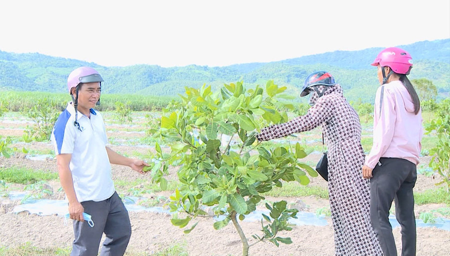 Một số hộ dân ở xã Ia Sao đang triển khai trồng điều ghép. Ảnh: T.D Một số hộ dân ở xã Ia Sao đang triển khai trồng điều ghép. Ảnh: T.D