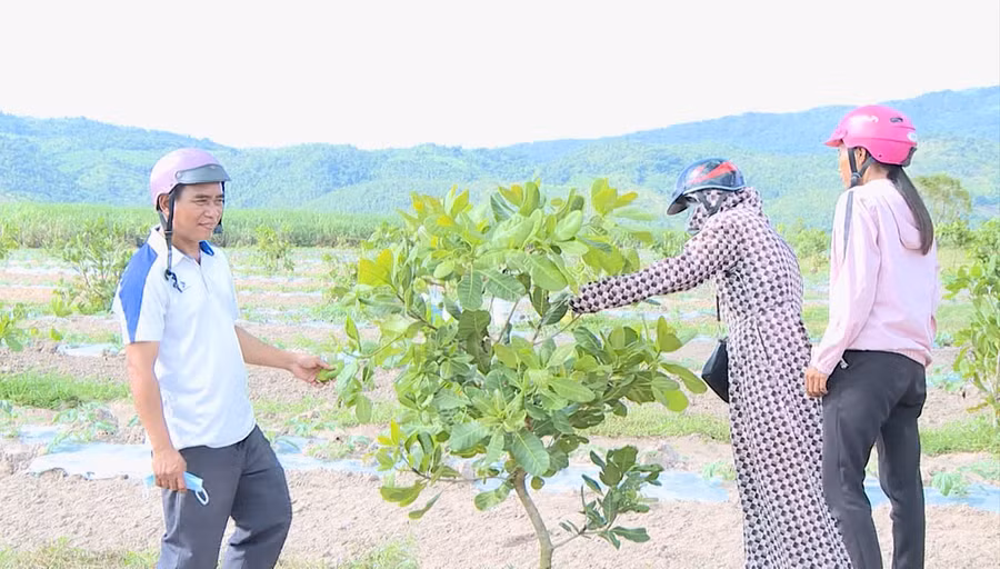 Một số hộ dân ở xã Ia Sao đang triển khai trồng điều ghép. Ảnh: T.D Một số hộ dân ở xã Ia Sao đang triển khai trồng điều ghép. Ảnh: T.D