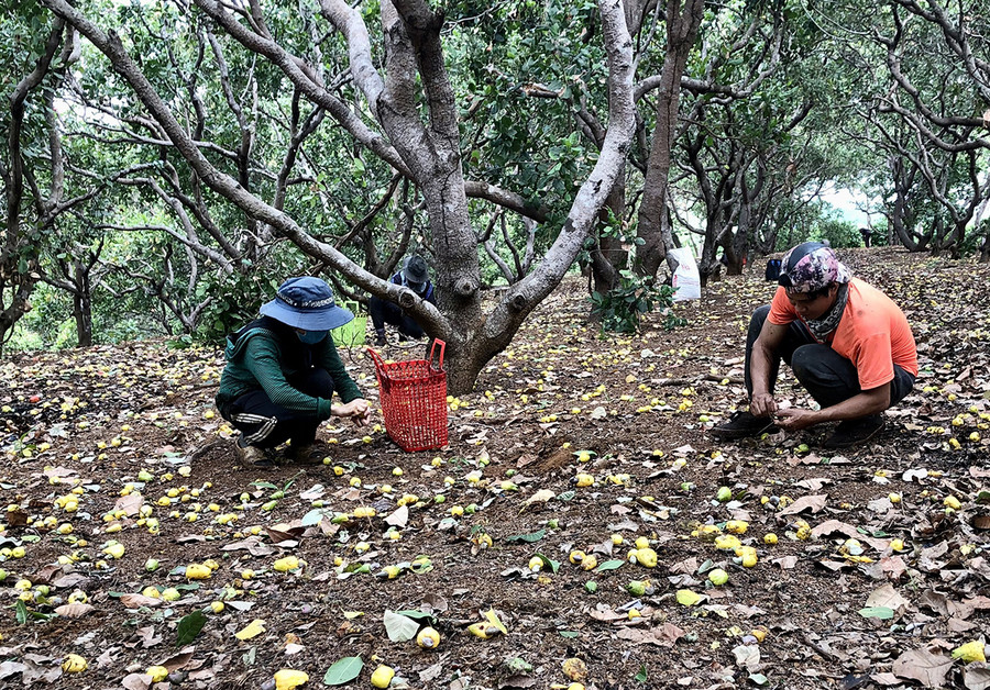 Người dân xã Ia Dơk, huyện Đức Cơ thu hoạch điều. Ảnh: P.N Người dân xã Ia Dơk, huyện Đức Cơ thu hoạch điều. Ảnh: P.N
