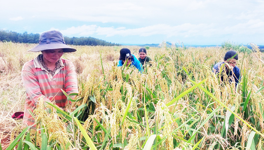 Gia đình chị Rơ Châm Diu (bìa trái; làng Bua, xã Ia Pnôn, huyện Đức Cơ) thu hoạch lúa trên diện tích đất cao su tái canh do Công ty 72 cho mượn. Ảnh: V.H