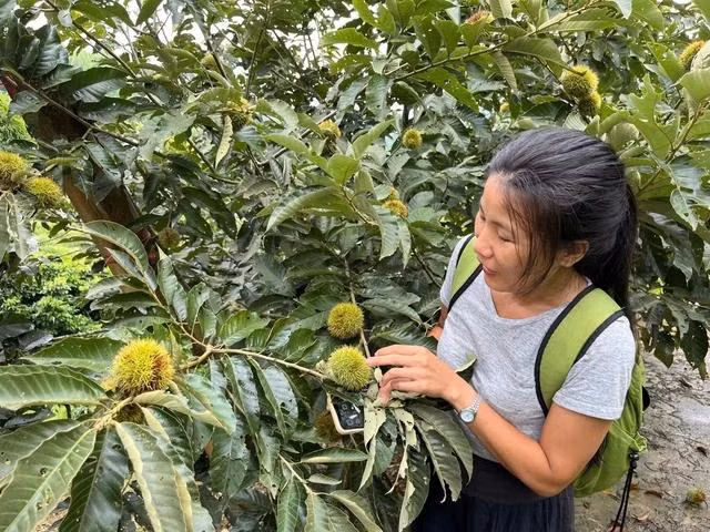 Khách du lịch hào hứng khi lần đầu tiên được trải nghiệm thu hoạch hạt dẻ. ẢNH: YẾN LÊ Khách du lịch hào hứng khi lần đầu tiên được trải nghiệm thu hoạch hạt dẻ. ẢNH: YẾN LÊ