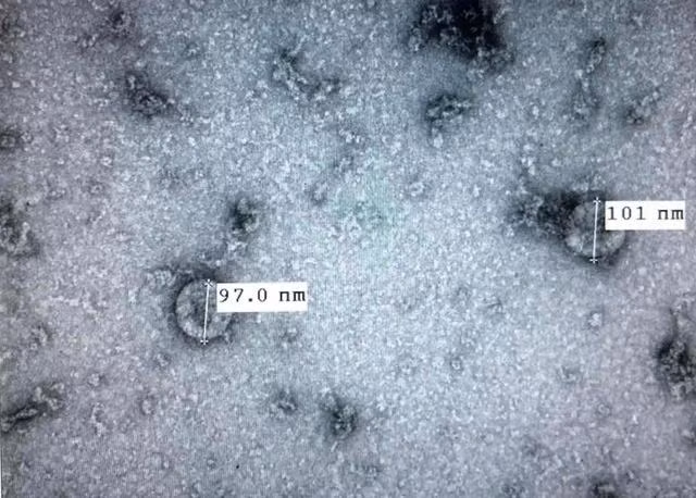 Các nhà khoa học Việt Nam vẫn cập nhật các thông tin từ WHO về sự lưu hành, biến đổi SARS-CoV-2