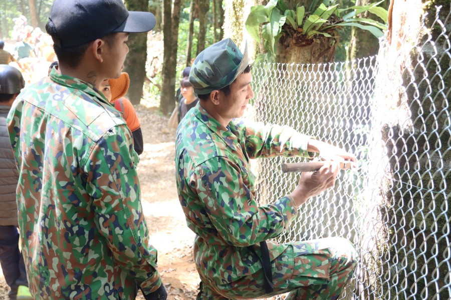 Lưới sắt được quây kín vườn, để chống trộm. Ảnh: HỮU PHÚC