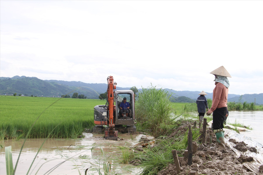 Mưa lũ khiến 2 đoạn đê tại xã Buôn Triết bị vỡ, đe dọa gây ngập hàng ngàn ha lúa. Ảnh: Tiến Thoại
