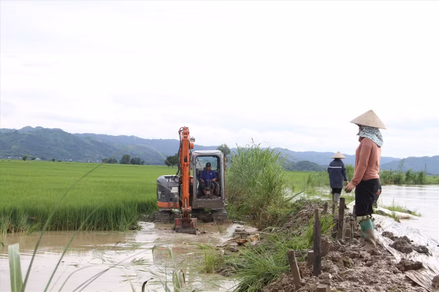 Mưa lũ khiến 2 đoạn đê tại xã Buôn Triết bị vỡ, đe dọa gây ngập hàng ngàn ha lúa. Ảnh: Tiến Thoại