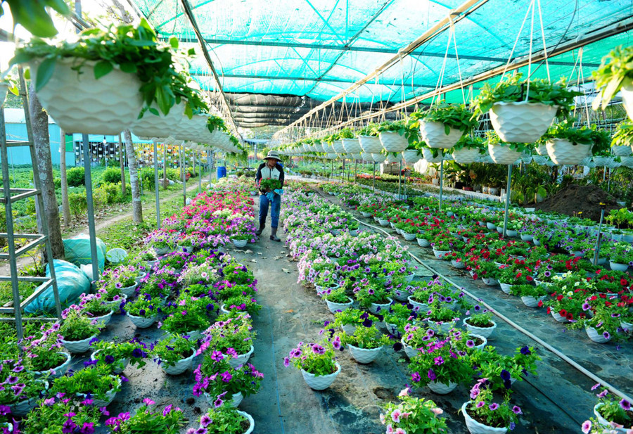 Vườn hoa nhà anh Tuấn ở thôn Kon Rờ Bàng, xã Vinh Quang rực rỡ sắc màu Vườn hoa nhà anh Tuấn ở thôn Kon Rờ Bàng, xã Vinh Quang rực rỡ sắc màu