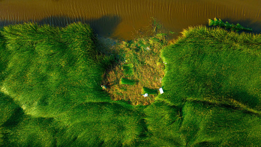 Khoảng tháng 5 đến tháng 7, cánh đồng cói xanh rì rộn ràng không khí lao động. Người cắt, người cột những bó cói thành từng bó rồi vận chuyển về nhà bằng nhiều hình thức khác nhau tạo nên bức tranh thiên nhiên thanh bình. Ảnh: BÙI VĂN HẢI Khoảng tháng 5 đến tháng 7, cánh đồng cói xanh rì rộn ràng không khí lao động. Người cắt, người cột những bó cói thành từng bó rồi vận chuyển về nhà bằng nhiều hình thức khác nhau tạo nên bức tranh thiên nhiên thanh bình. Ảnh: BÙI VĂN HẢI