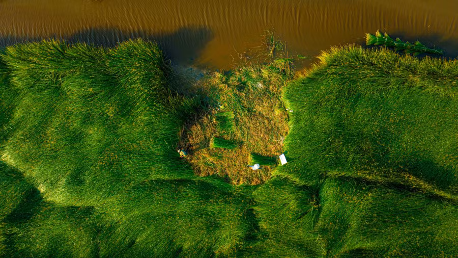 Khoảng tháng 5 đến tháng 7, cánh đồng cói xanh rì rộn ràng không khí lao động. Người cắt, người cột những bó cói thành từng bó rồi vận chuyển về nhà bằng nhiều hình thức khác nhau tạo nên bức tranh thiên nhiên thanh bình. Ảnh: BÙI VĂN HẢI