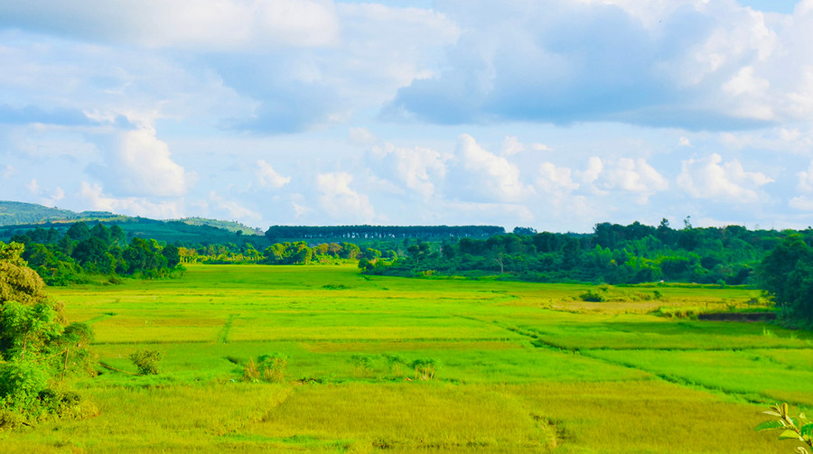Cánh đồng lúa Đông Xuân ở xã Gào (TP. Pleiku) . Ảnh: T.D Cánh đồng lúa Đông Xuân ở xã Gào (TP. Pleiku) . Ảnh: T.D