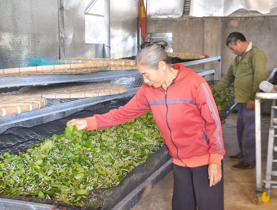 Bà Nguyễn Thị Quỳnh (làng Păng Gol-Phù Tiên, xã Ia Bă, huyện Ia Grai) chăm sóc tằm. Ảnh: H.C