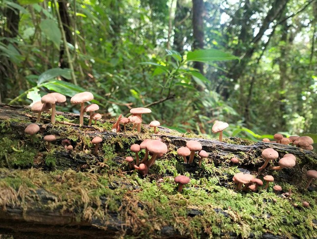 Đầu mùa mưa là mùa nấm sinh sôi, phát triển mạnh.
