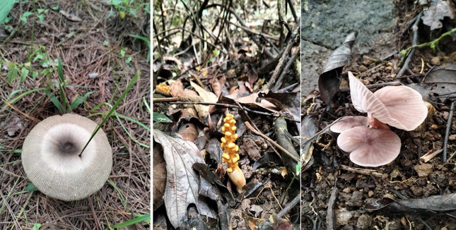 Thế giới nấm rất đa dạng, phong phú.