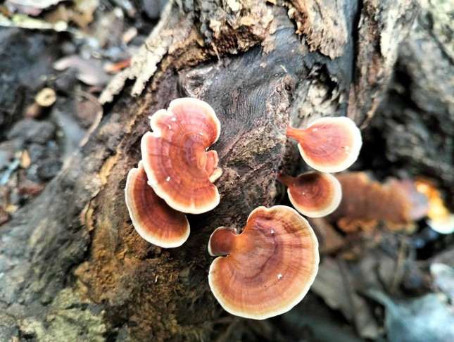 Tai nấm bám trên cây