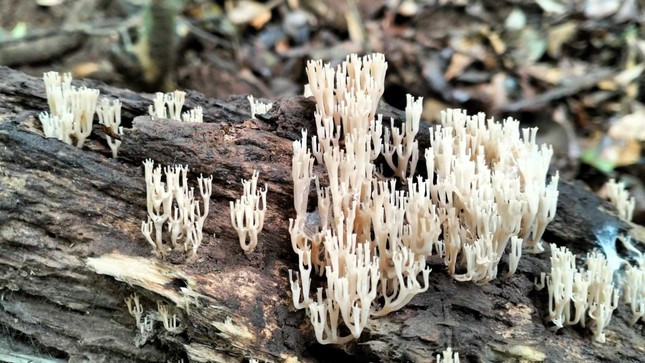 Một loại nấm có hình thù rất lạ
